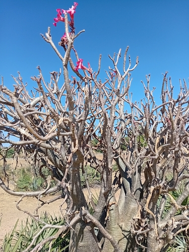 Bonsai de Rosa do Deserto Caudex