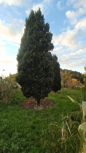 Bonsai de Cipreste Italiano