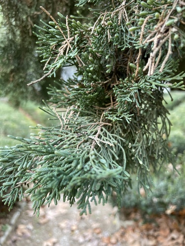 Bonsai de Cipreste Italiano
