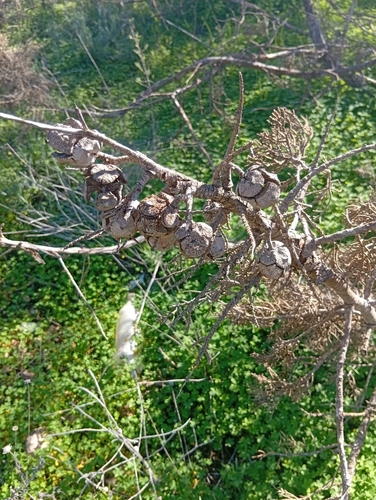 Bonsai de Cipreste Italiano