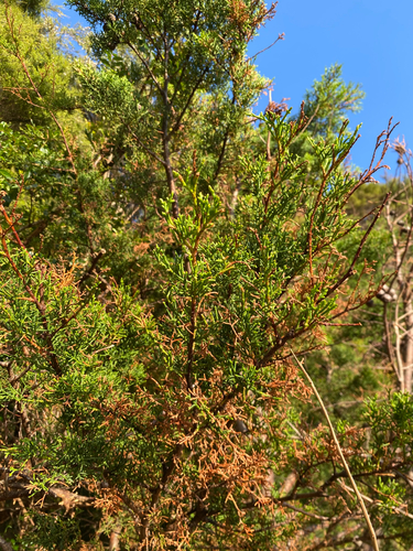 Bonsai de Cipreste de Monterey
