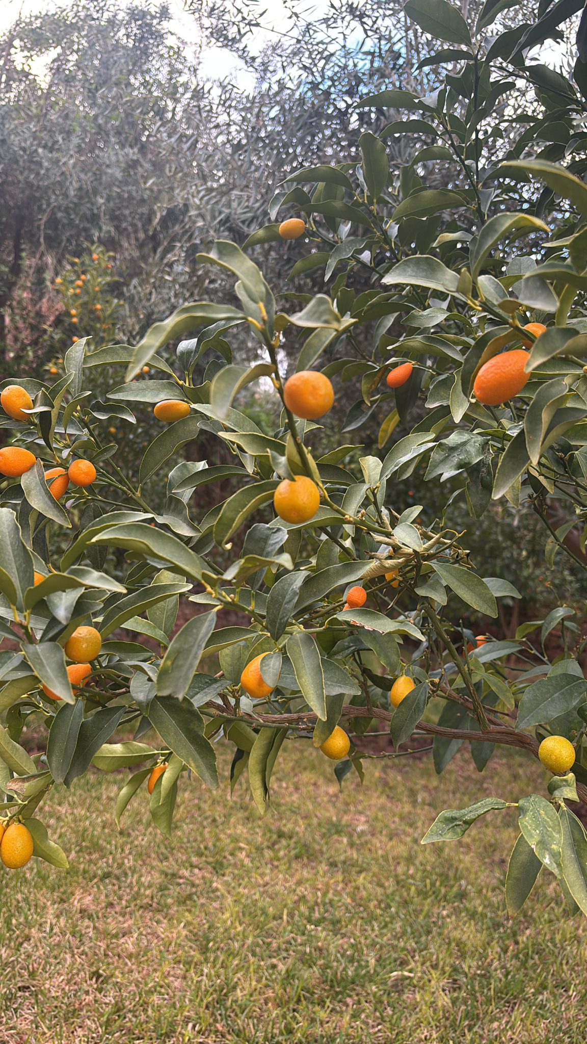 Laranjeira - Laranja Kinkan