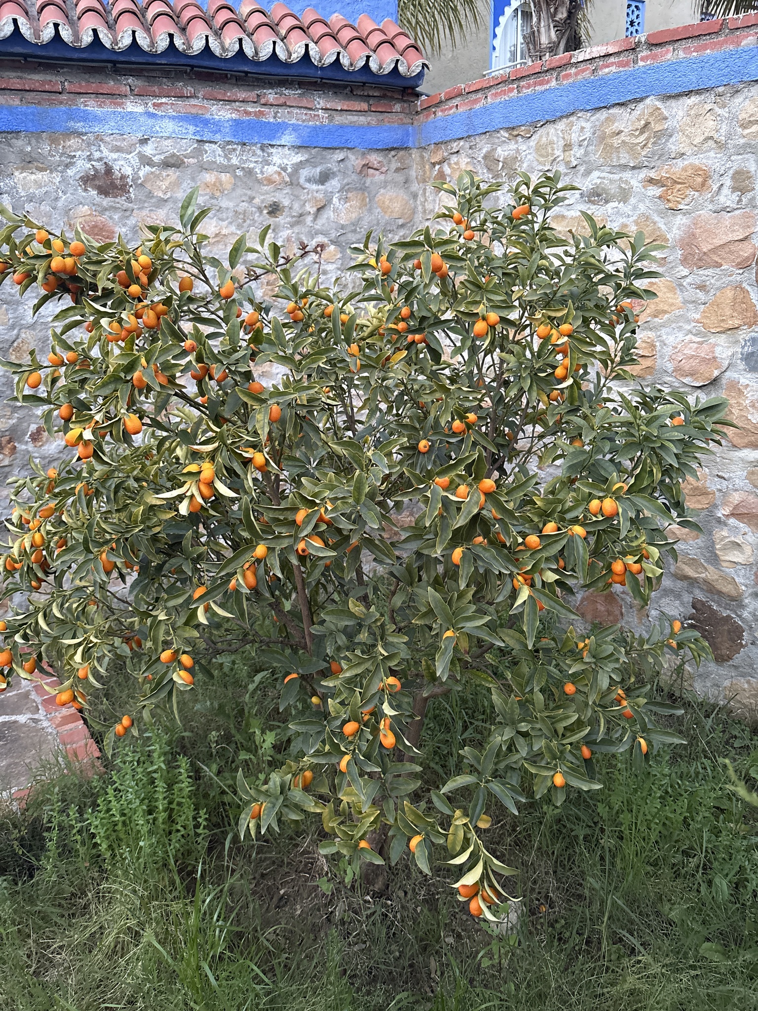 Laranjeira - Laranja Kinkan