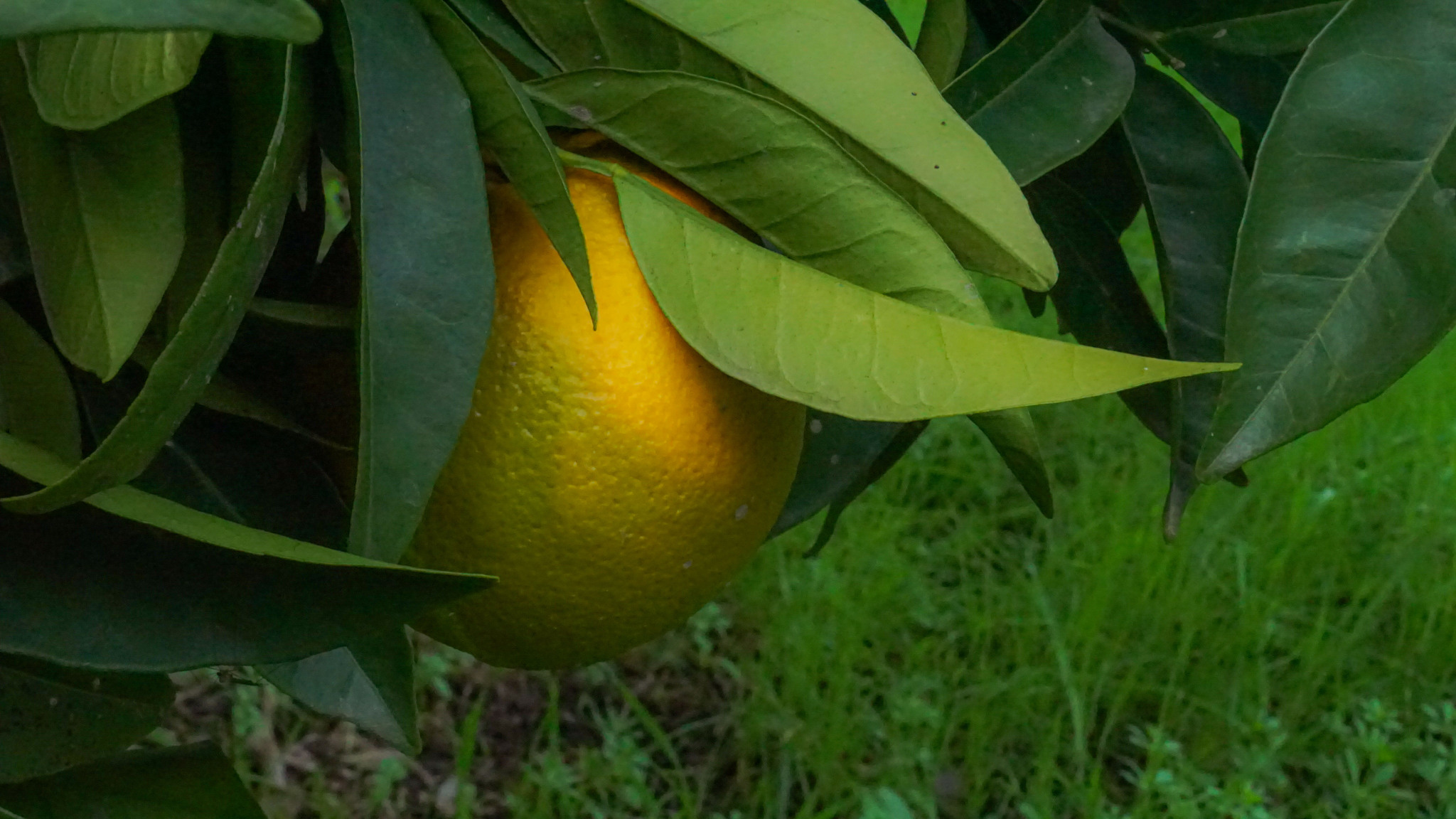 Laranjeira - Laranja Sanguínea
