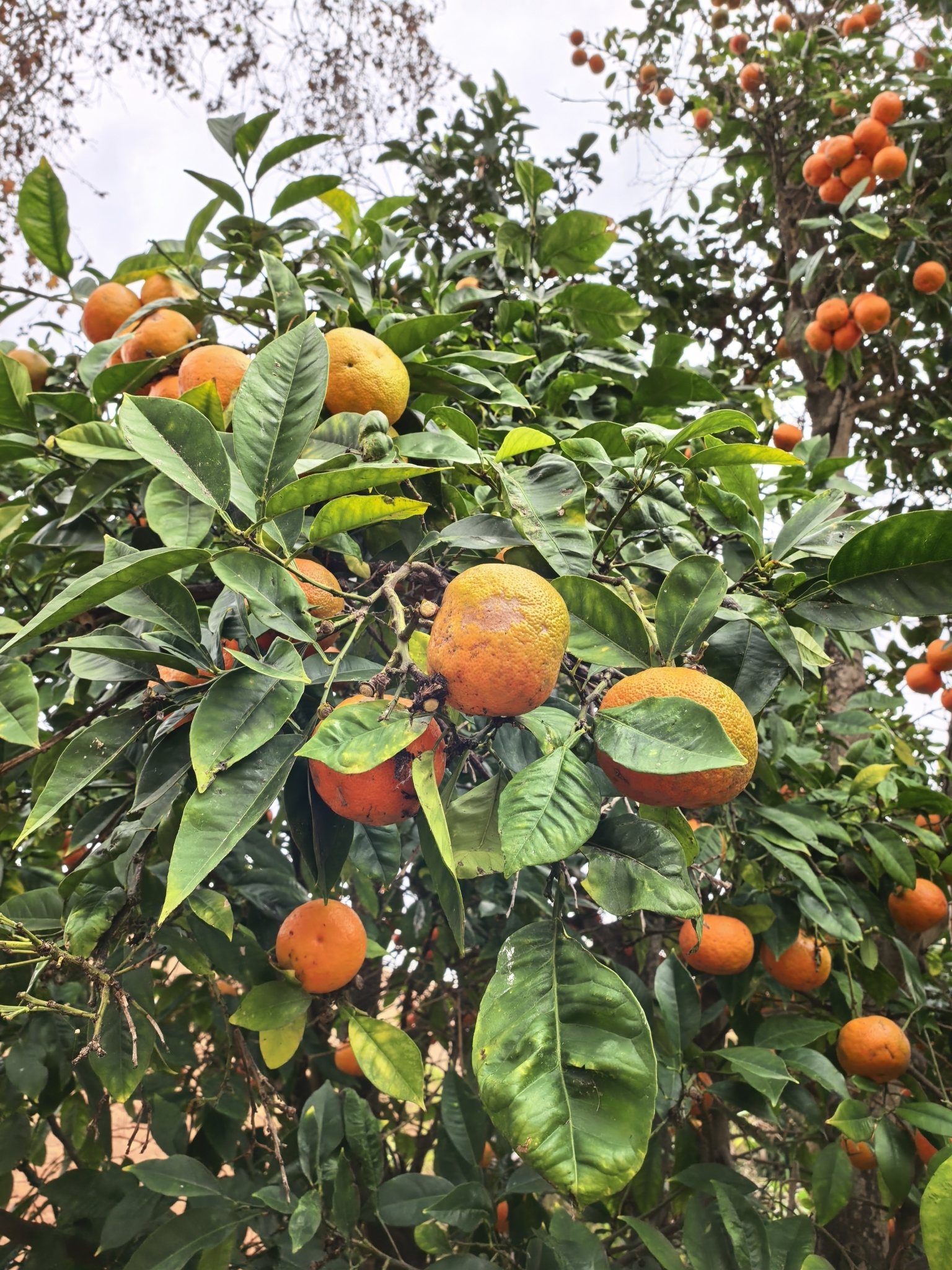 Laranjeira - Laranja Mimo do Céu