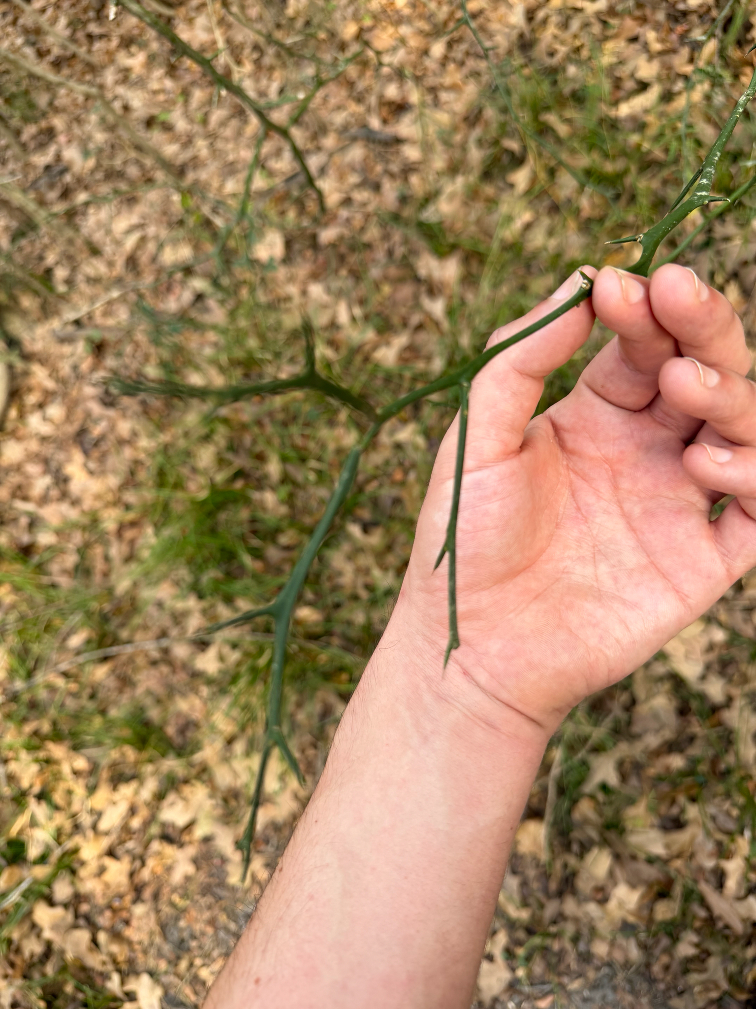 Tangerineira - Tangerina Murcote