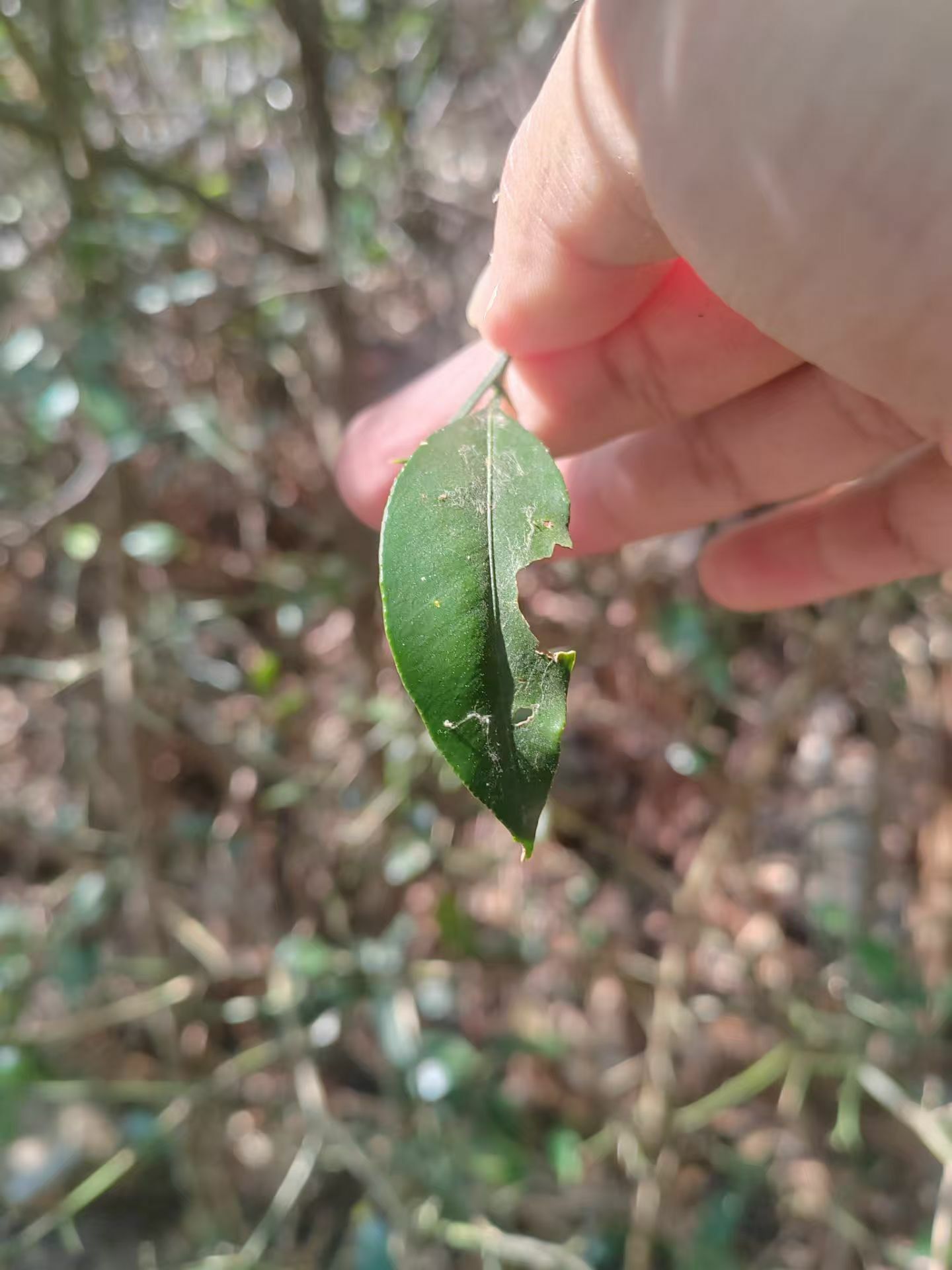 Tangerineira - Tangerina Dekopon