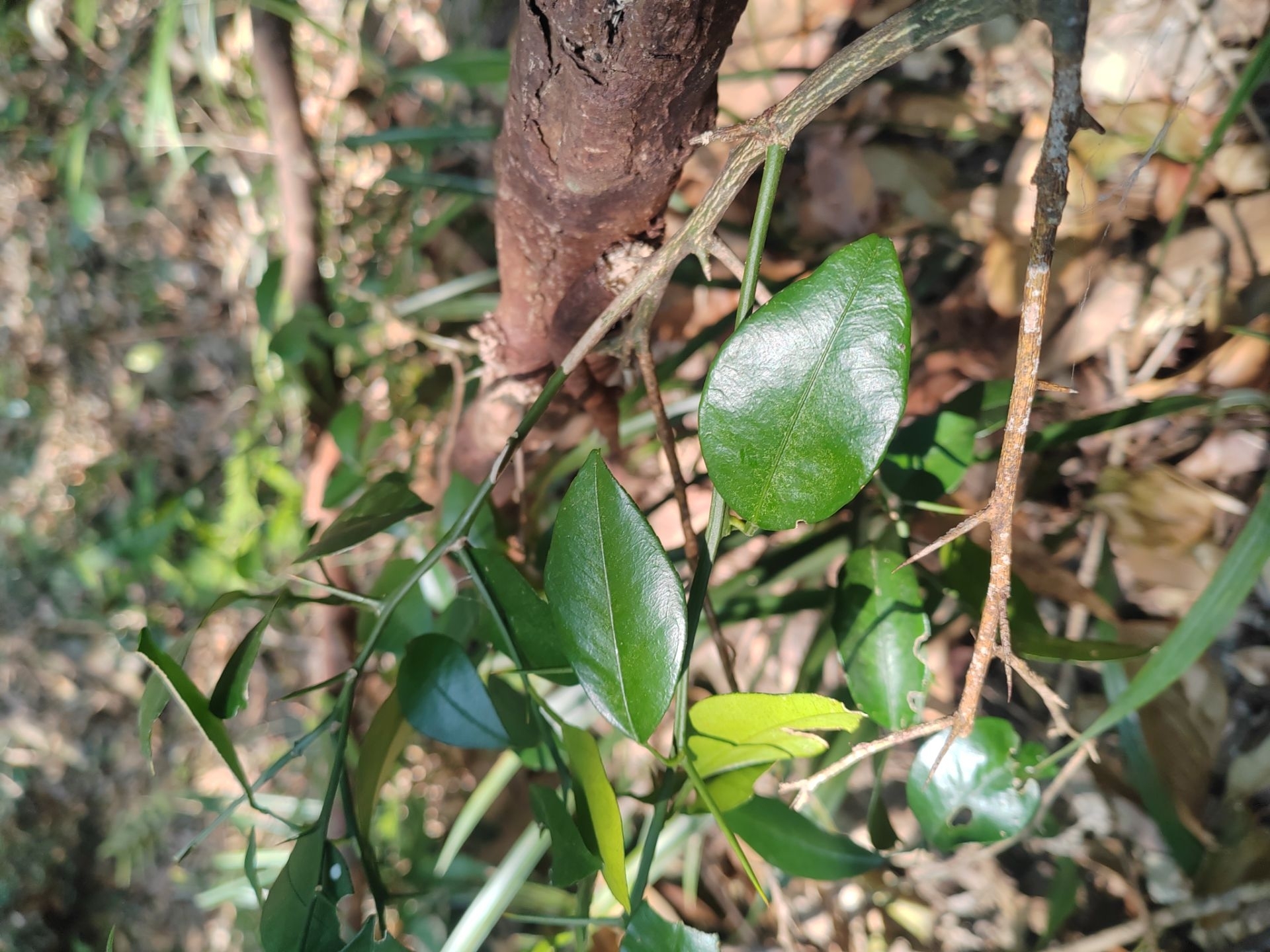 Tangerineira - Tangerina Dekopon