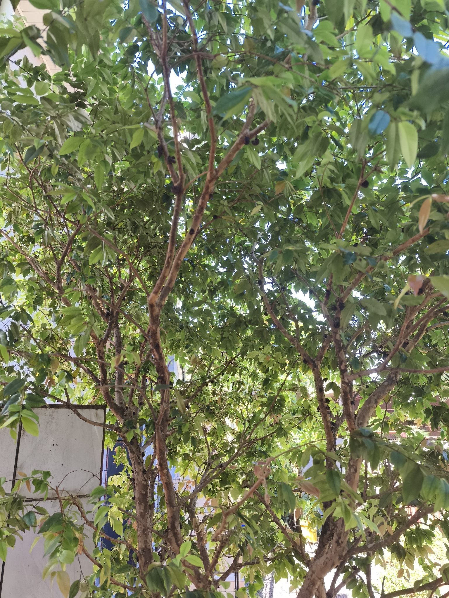 Jabuticabeira Olho de Boi
