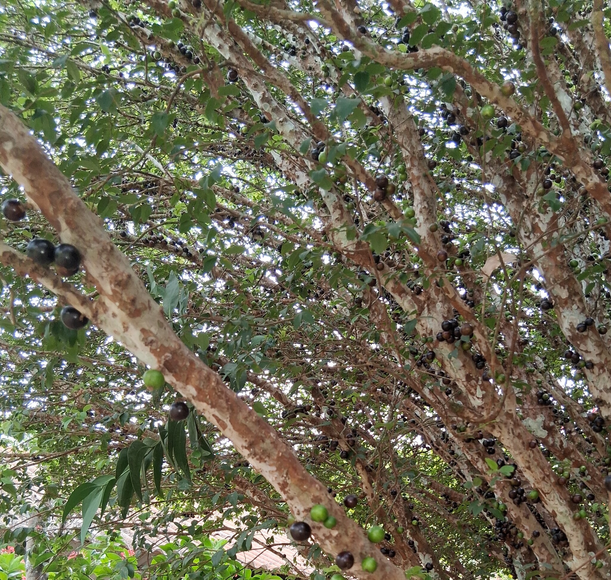 Jabuticabeira Olho de Boi