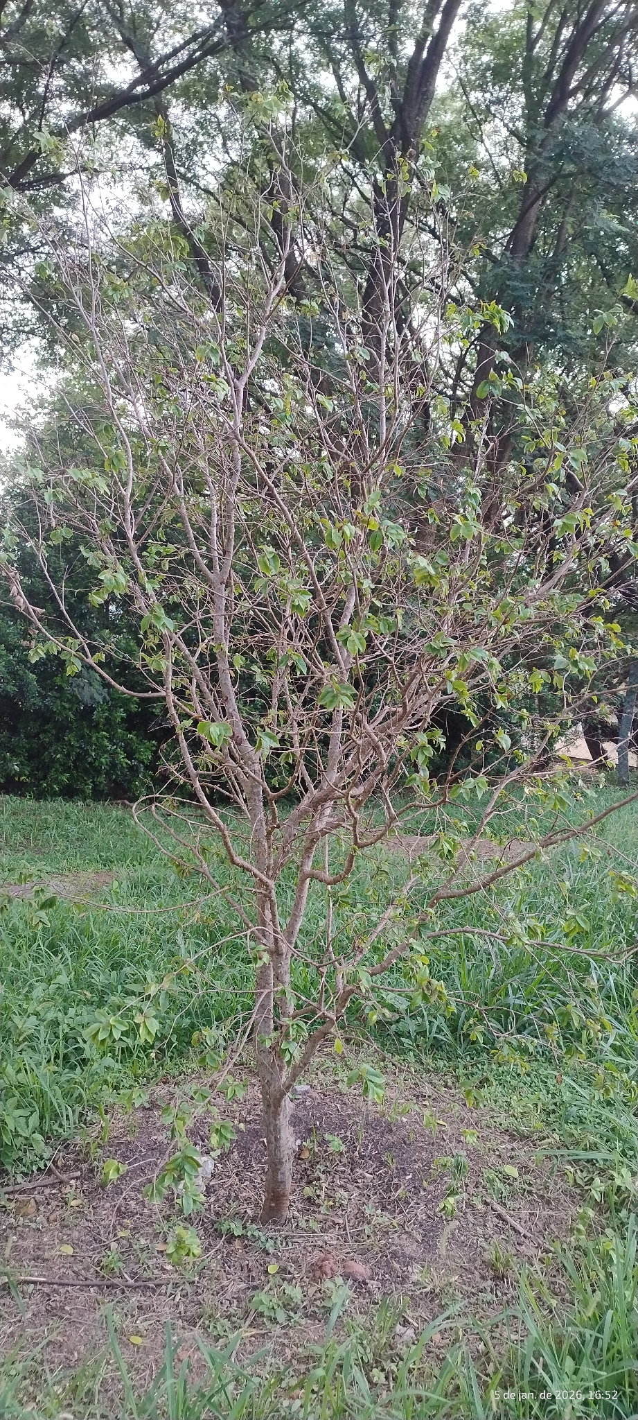 Jabuticabeira Paulista