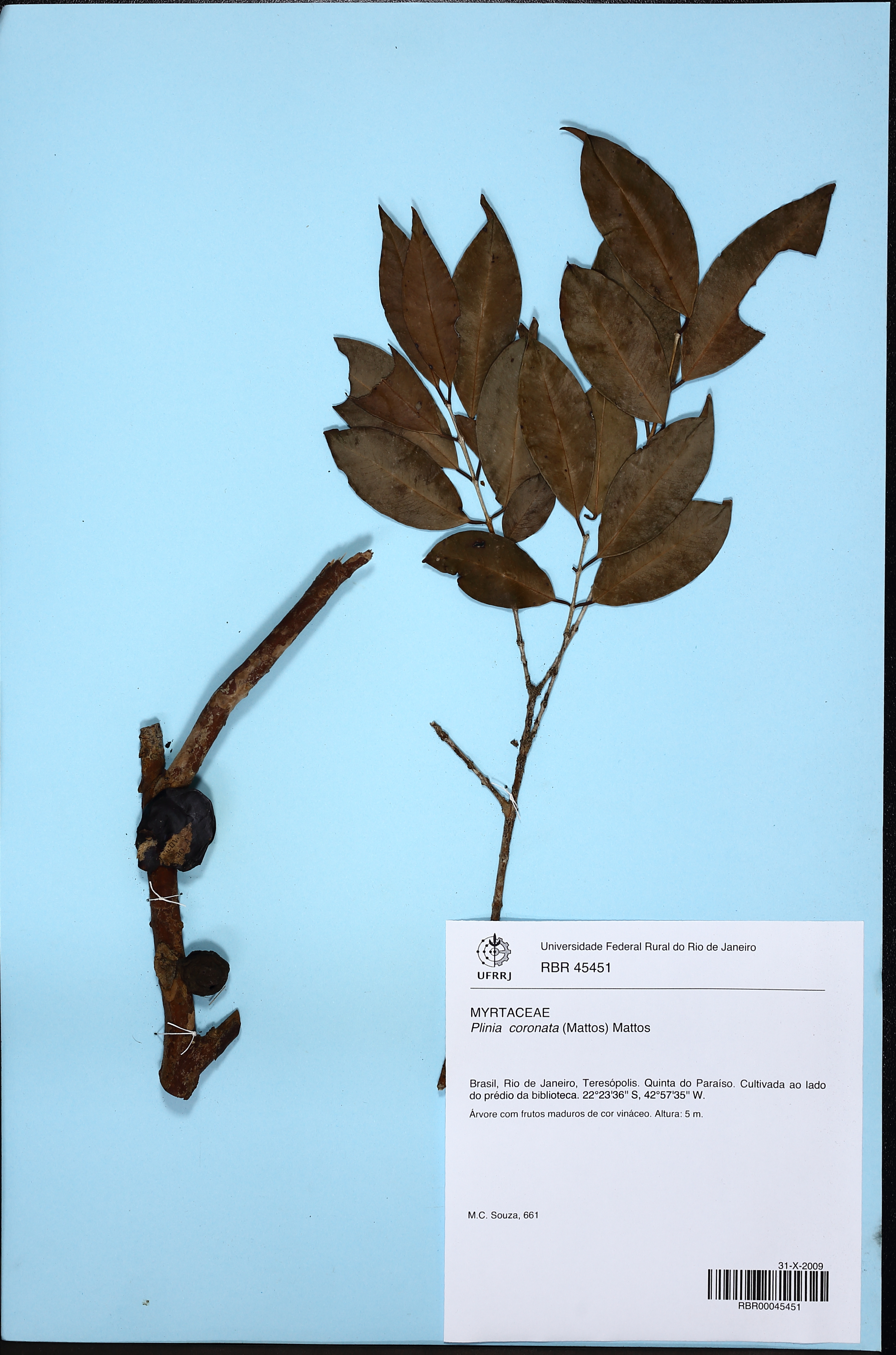 Jabuticabeira Coronata