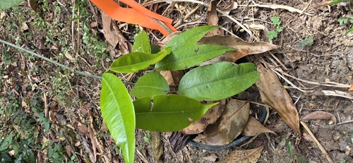 Jabuticabeira Grimal