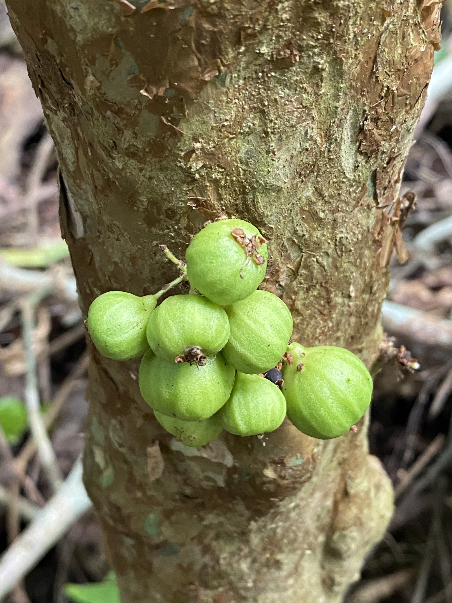 Jabuticabeira Branca