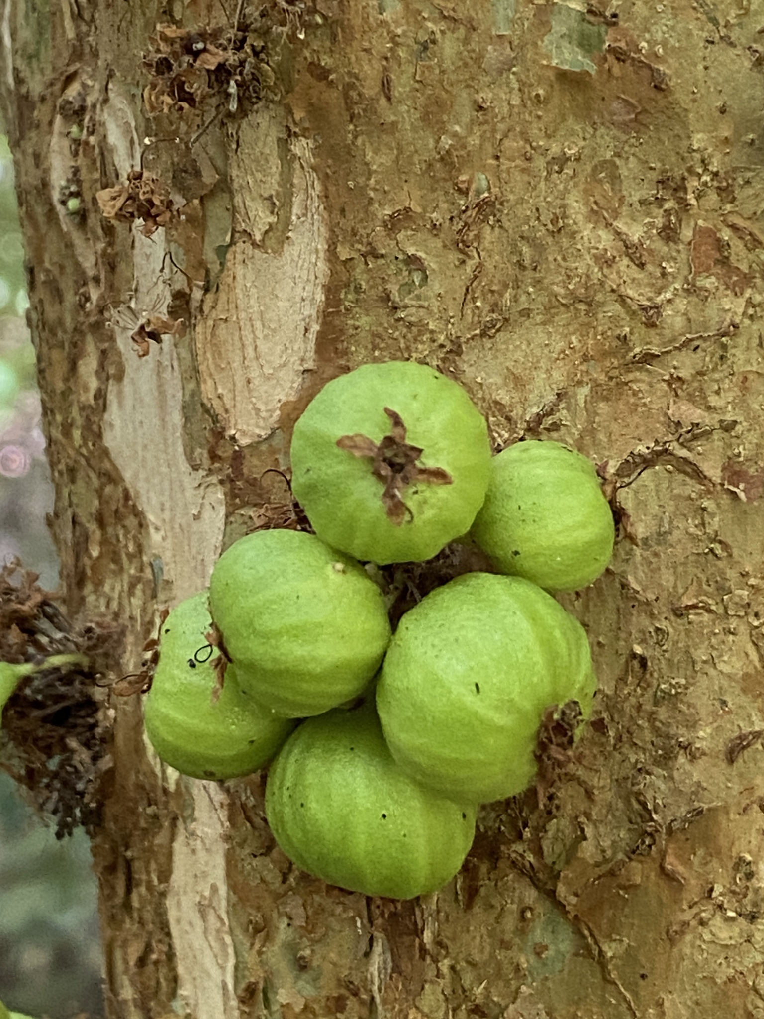 Jabuticabeira Branca