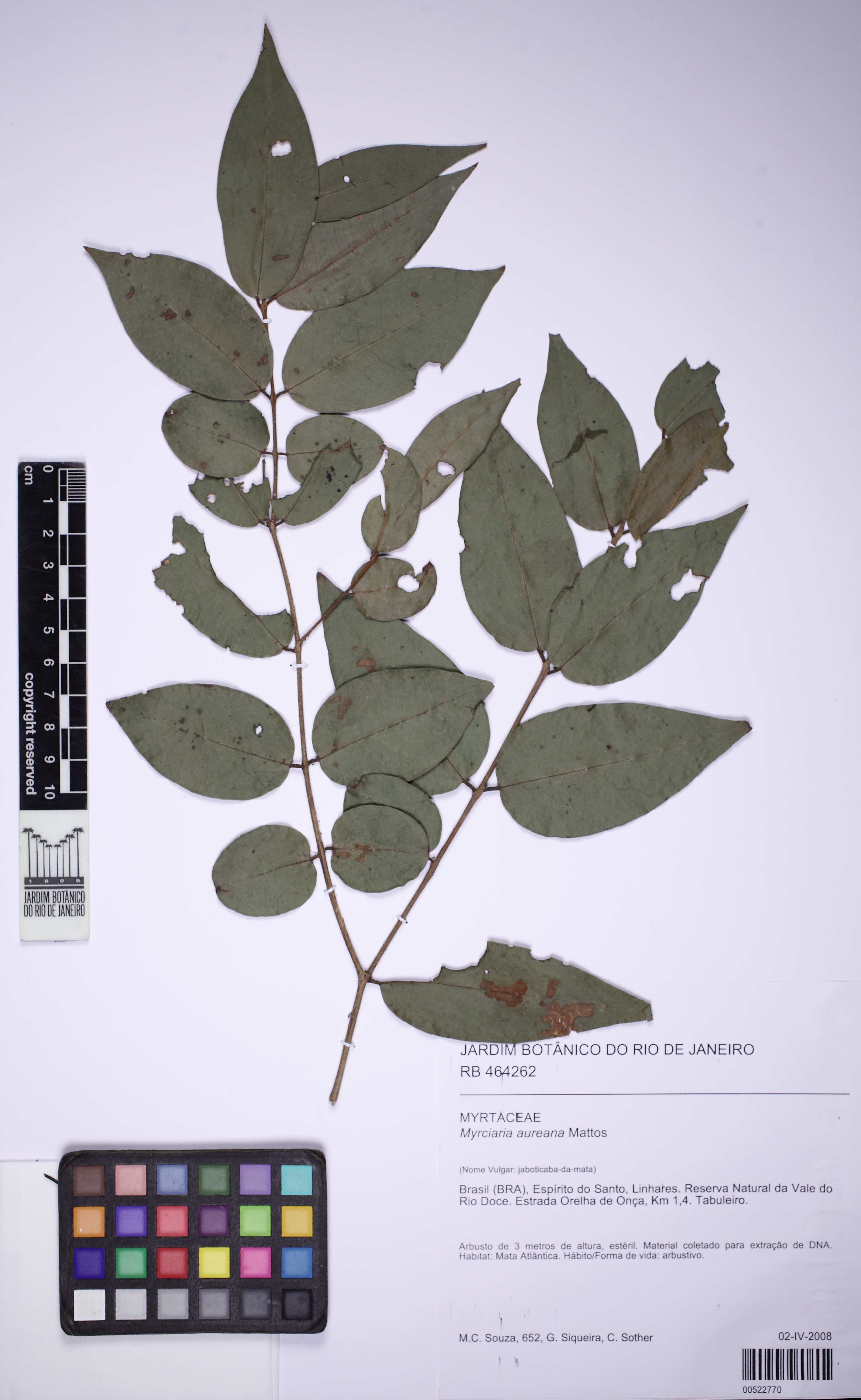 Jabuticabeira Branca