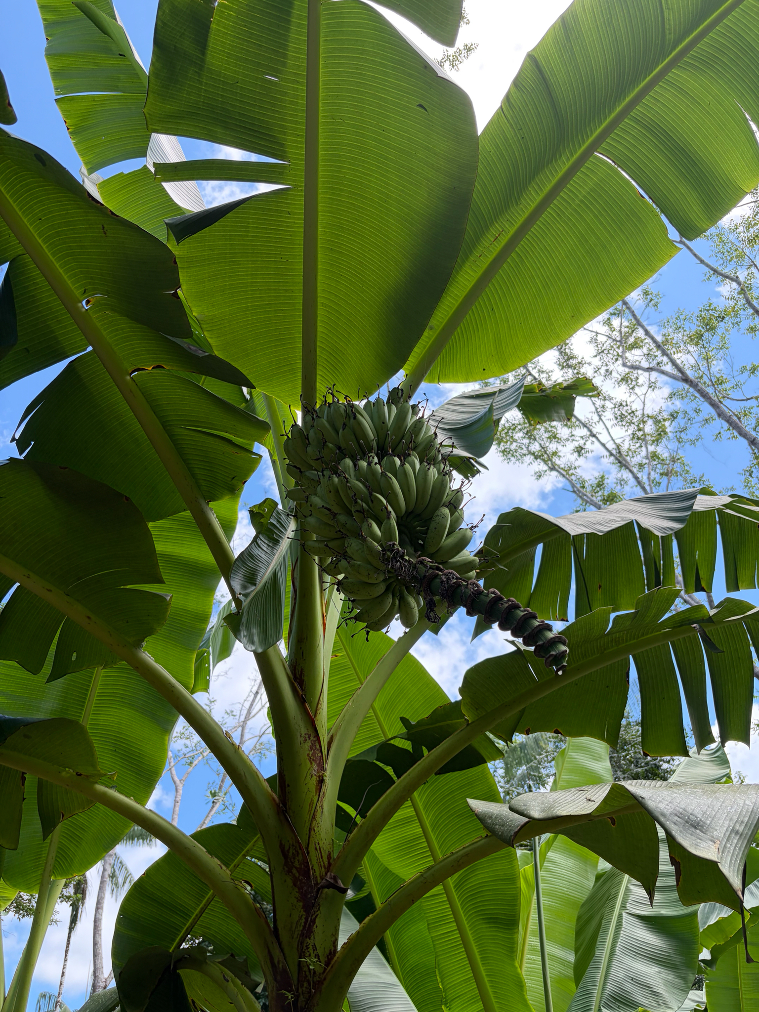 Bananeira - Banana Caturra