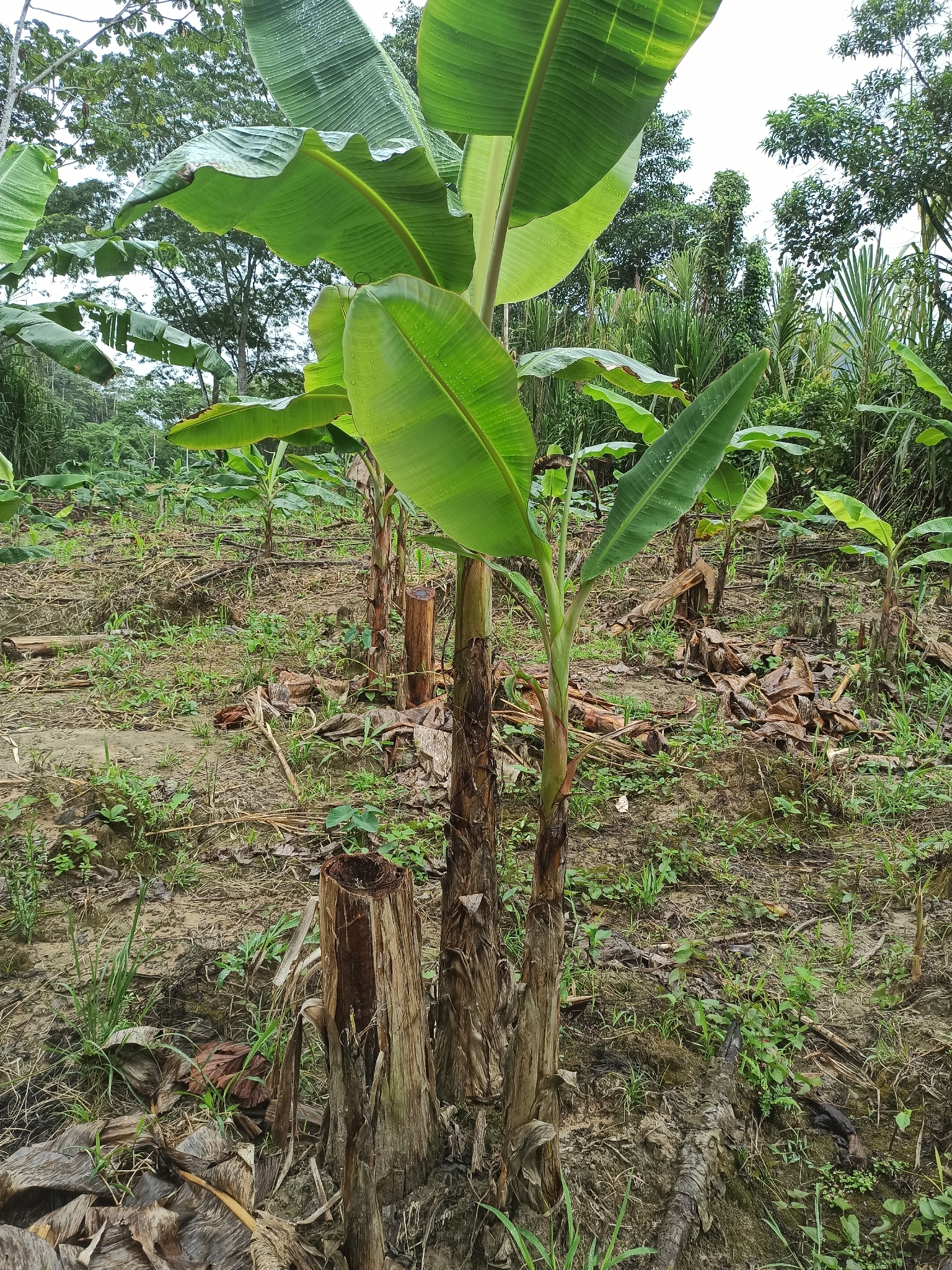 Bananeira - Banana Pão