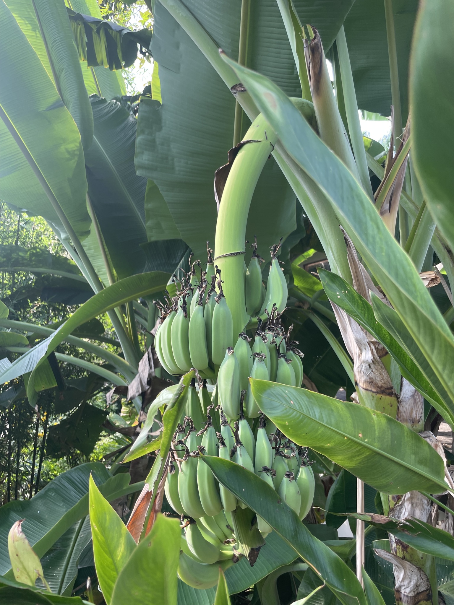 Bananeira - Banana Pão