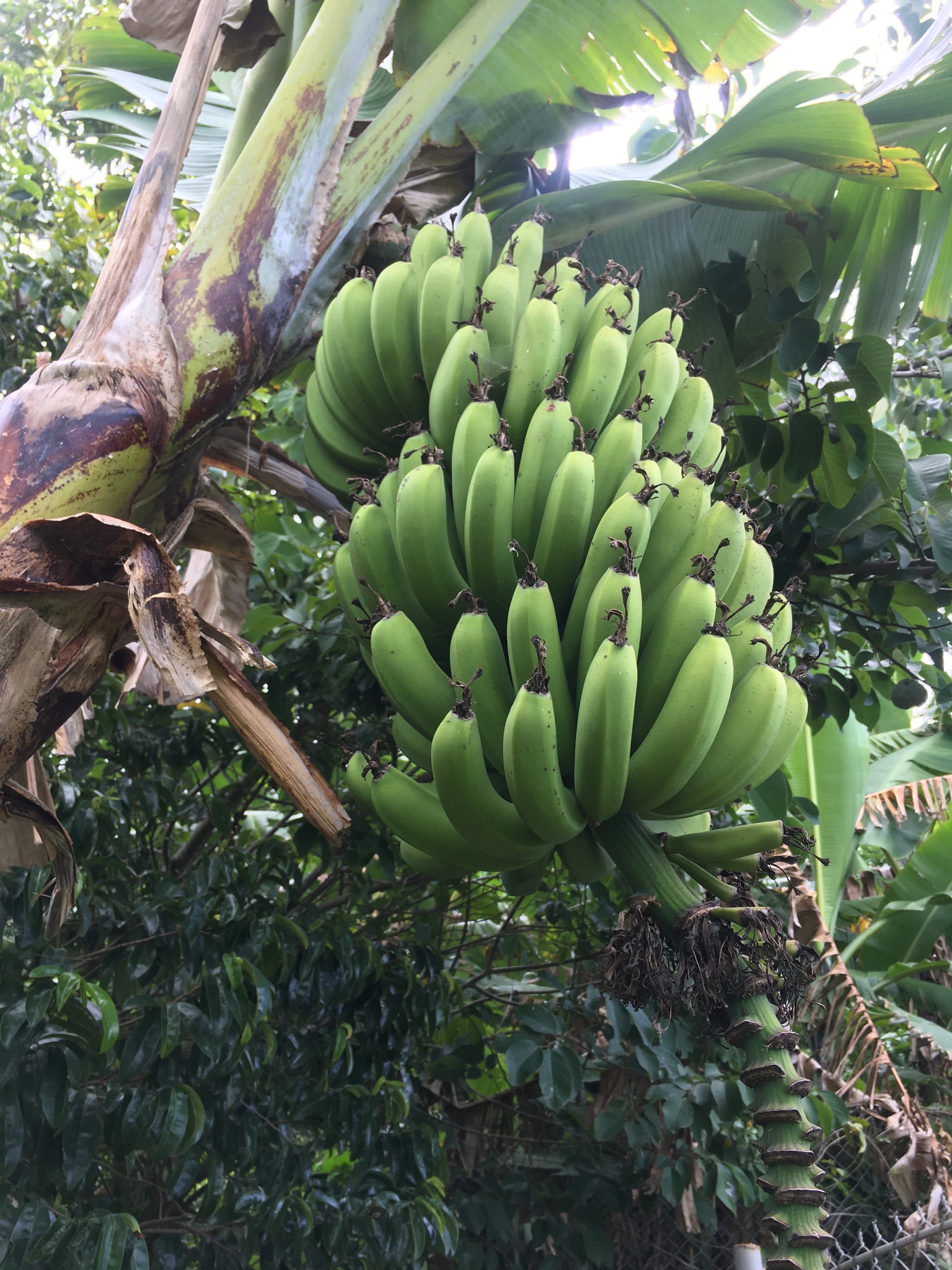 Bananeira - Banana Roxa