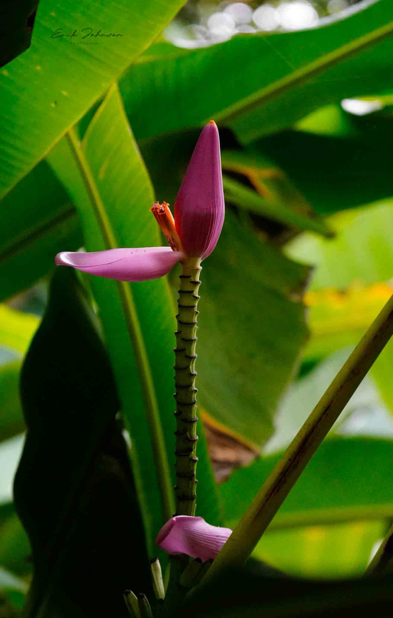 Bananeira - Banana Figo