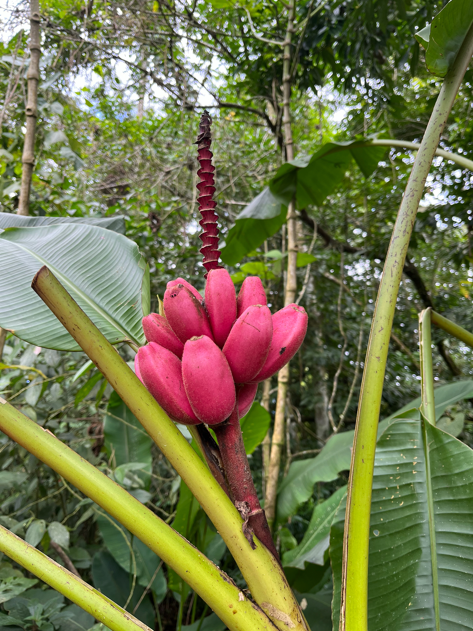 Bananeira - Banana Figo