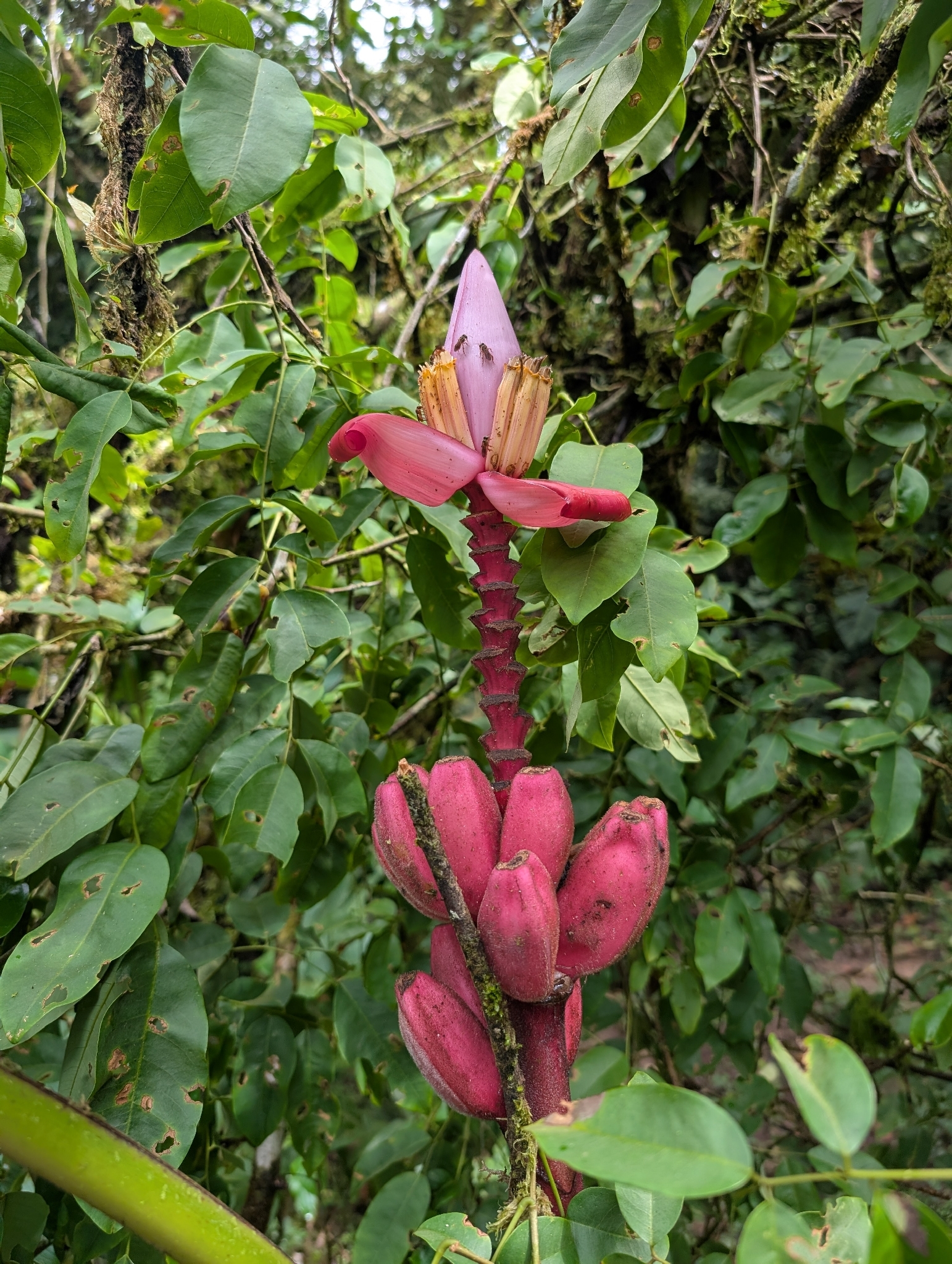 Bananeira - Banana Figo