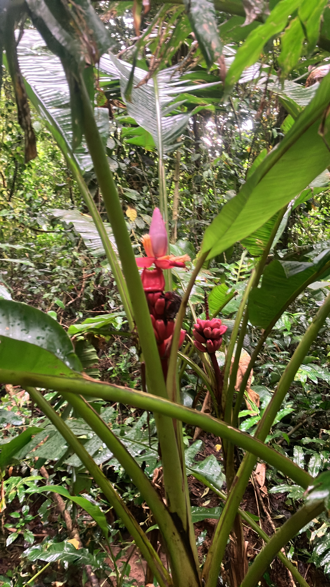 Bananeira - Banana Figo