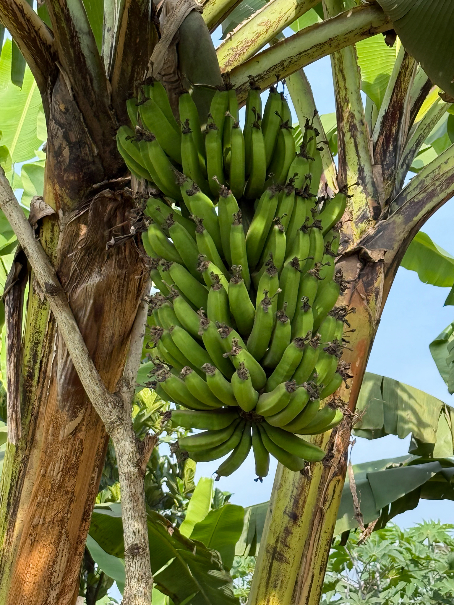 Bananeira - Banana Cavendish