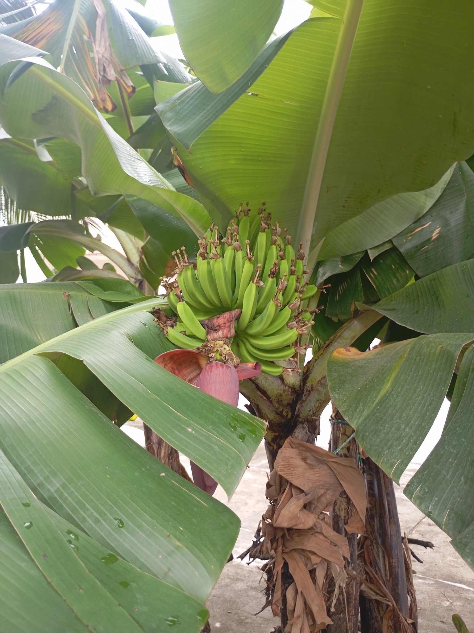 Bananeira - Banana Cavendish