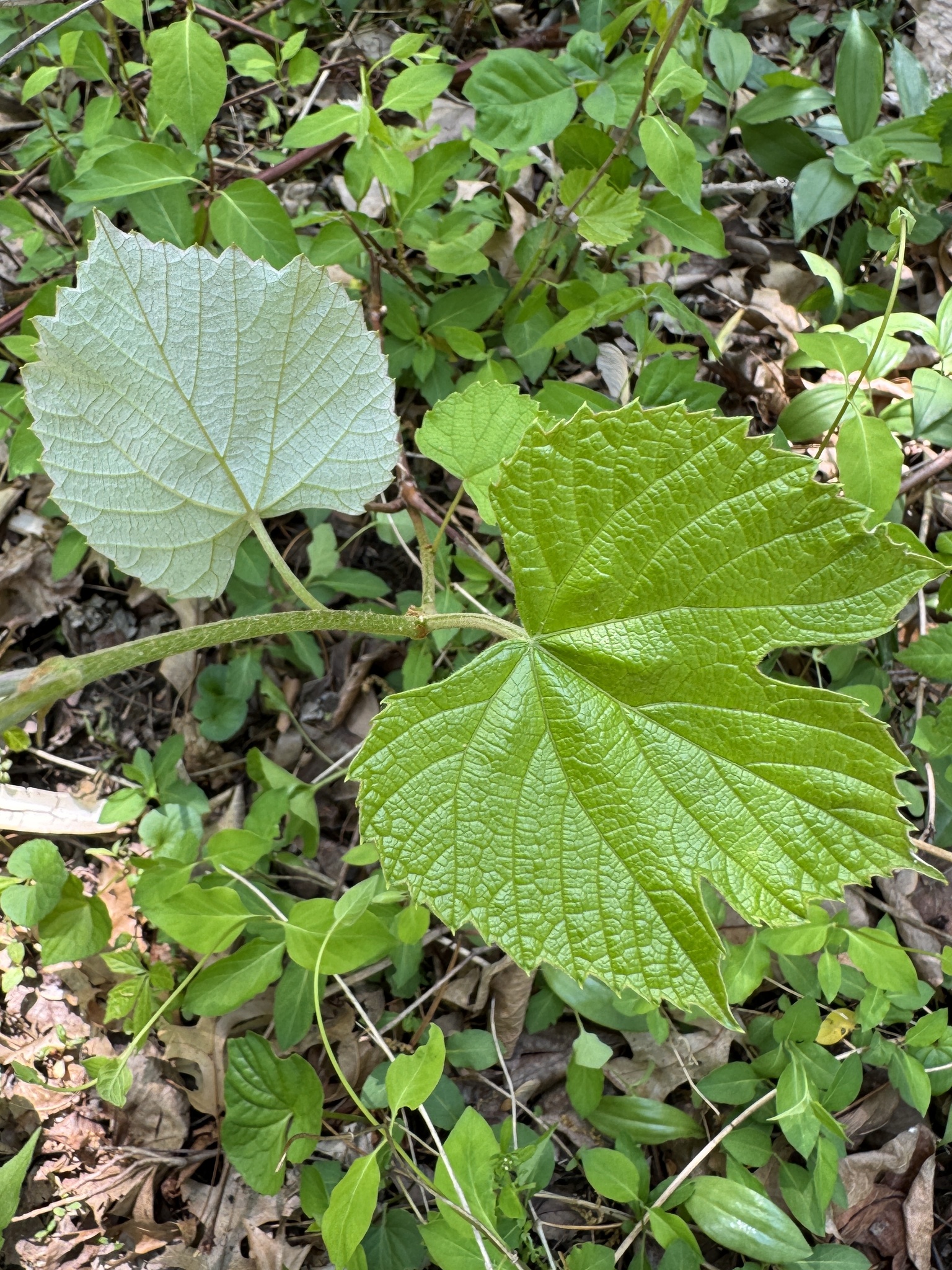 Parreira - Uva Niágara Rosada