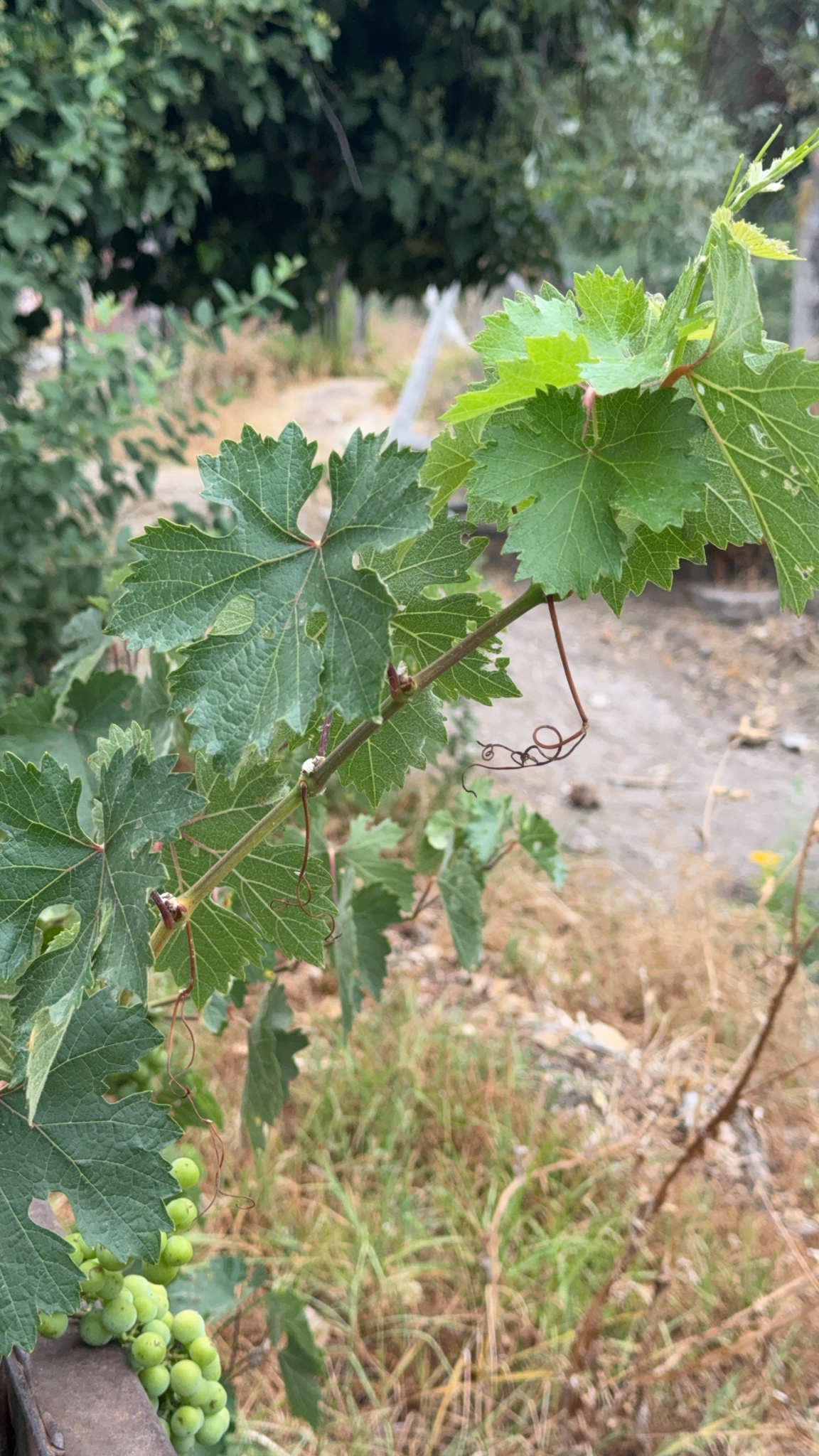 Parreira - Uva Thompson Seedless