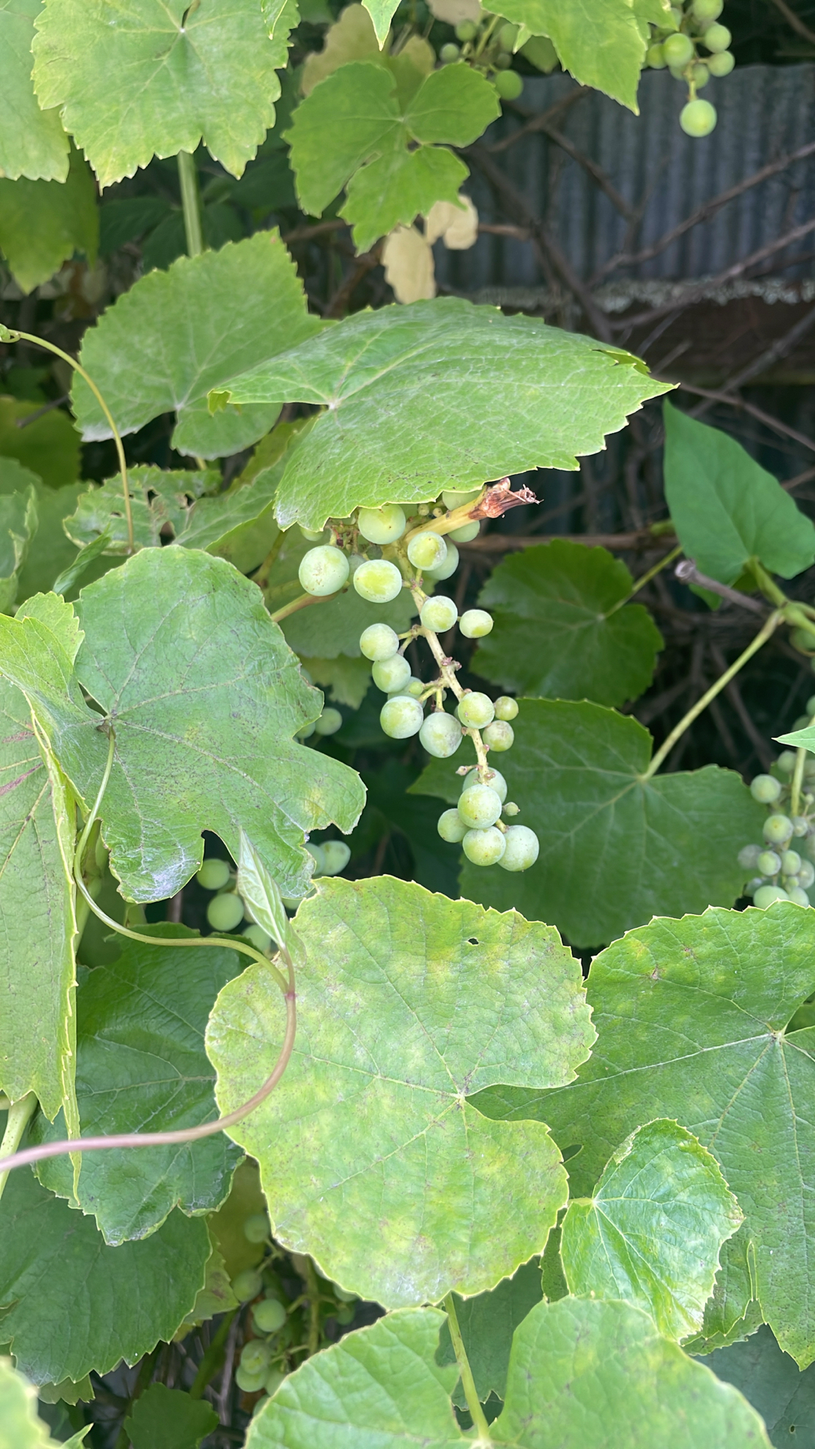 Parreira - Uva Baco Noir