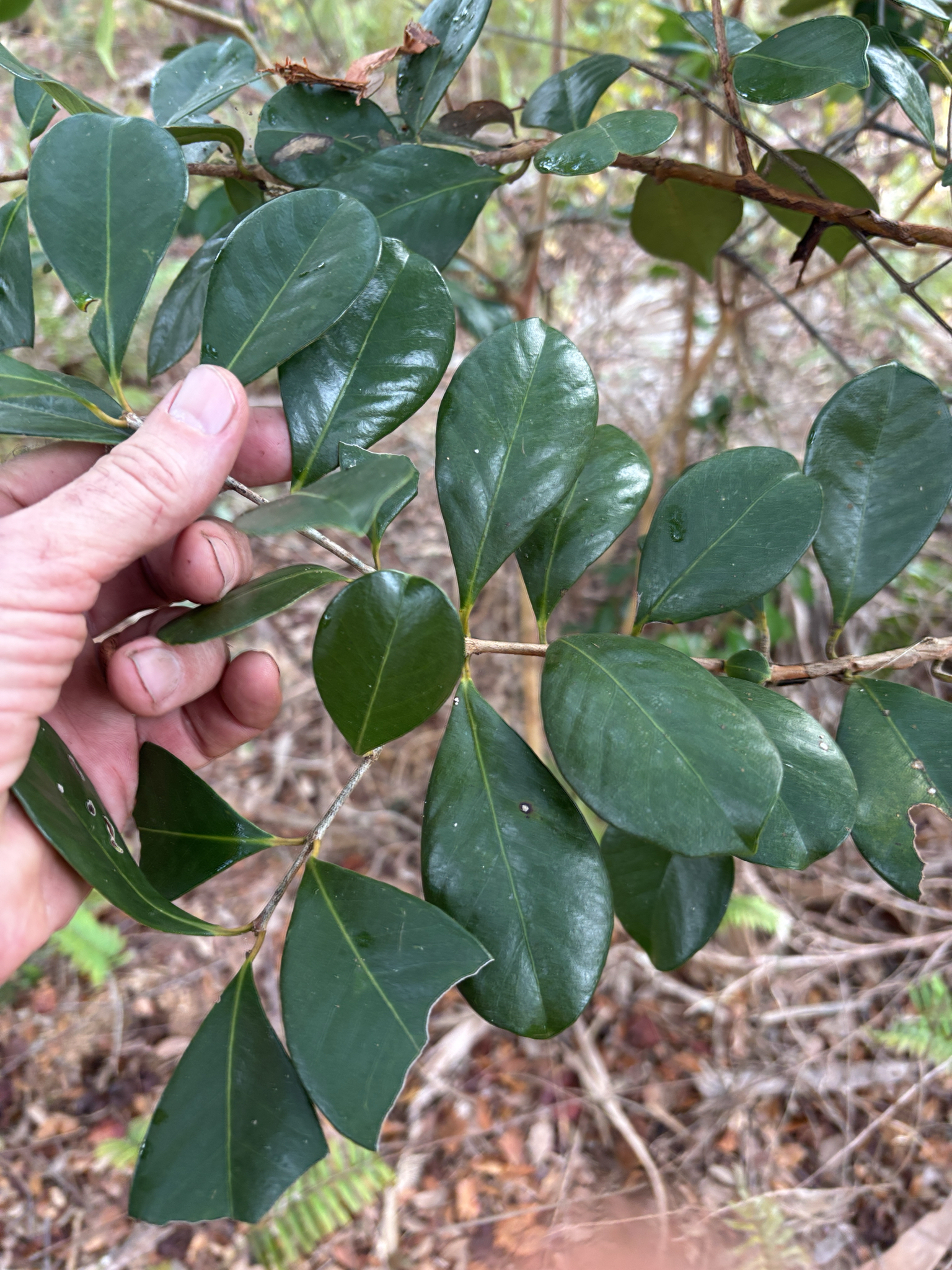 Araçazeiro - Araçá Amarelo