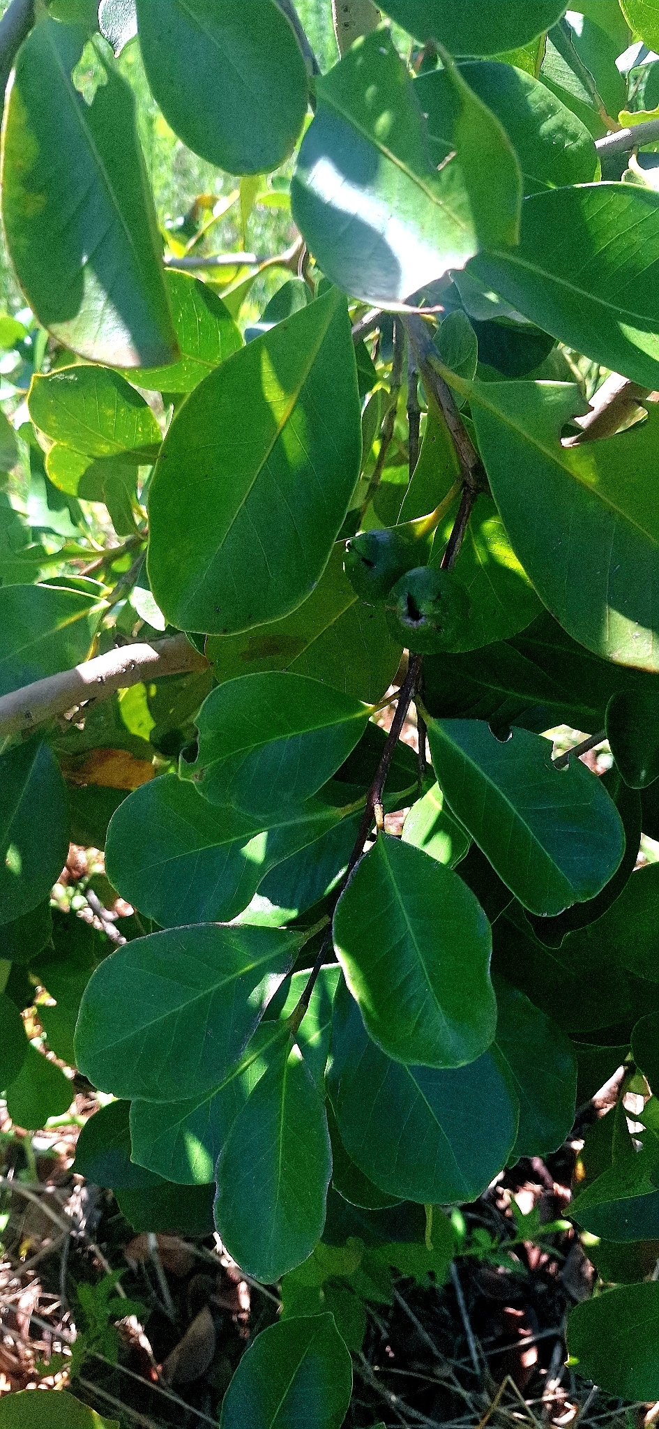 Araçazeiro - Araçá Vermelho