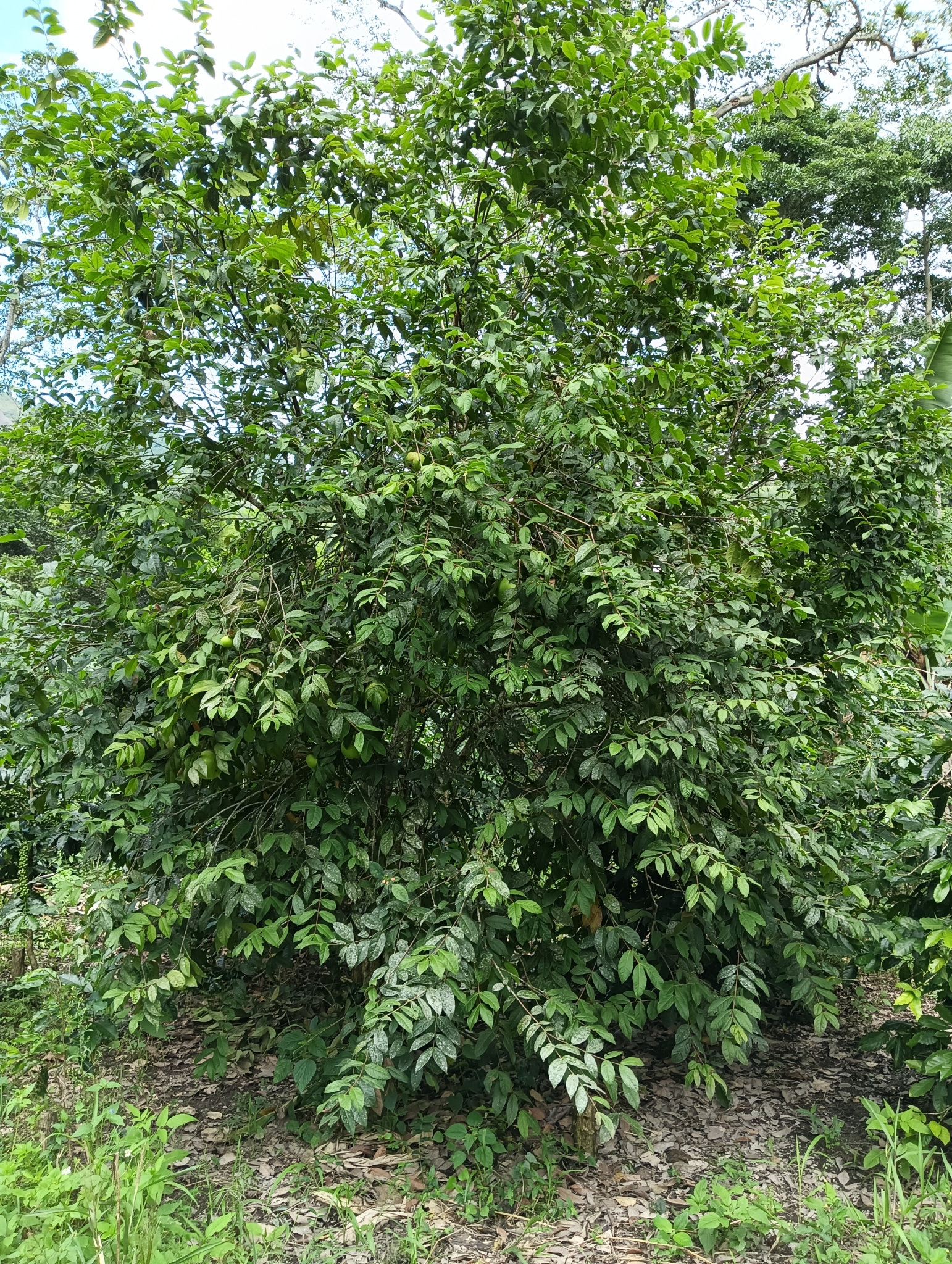 Araçazeiro - Araçá Boi