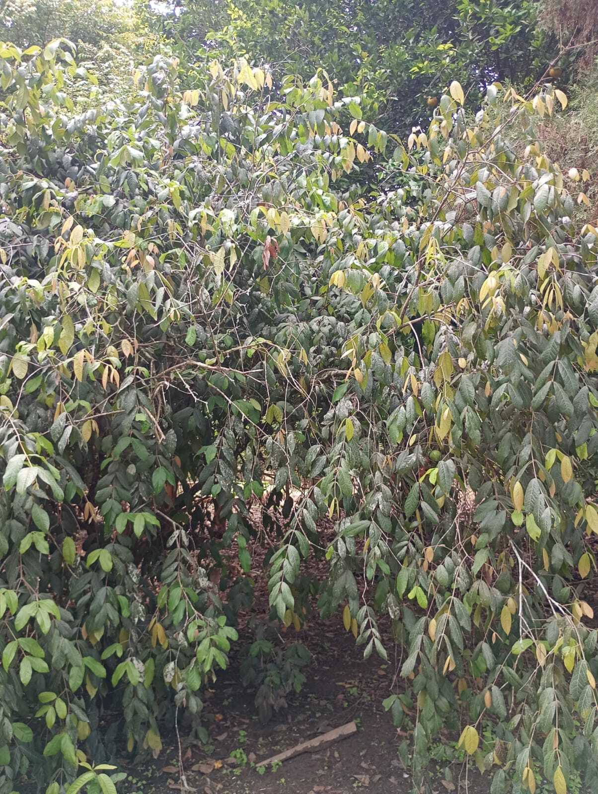 Araçazeiro - Araçá Boi
