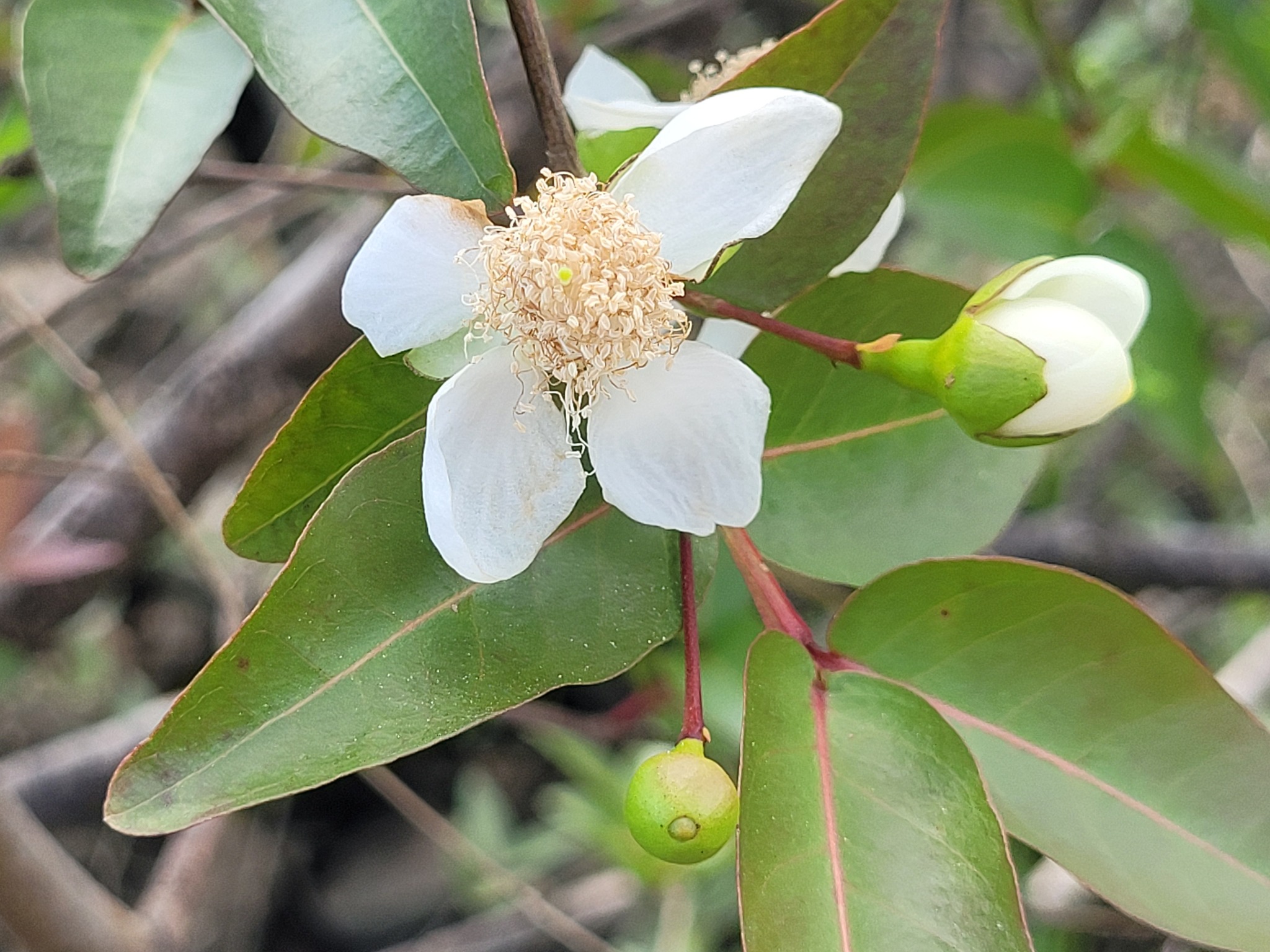 Araçazeiro - Araçá-pera