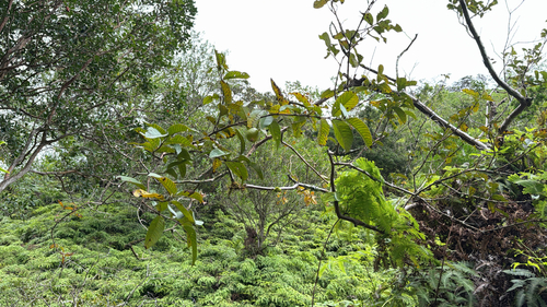 Araçazeiro - Araçá do Mato