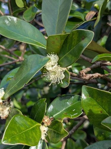 Araçazeiro - Araçá-cora