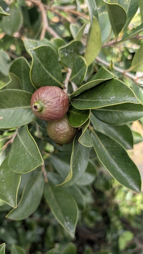 Araçazeiro - Araçá-cora