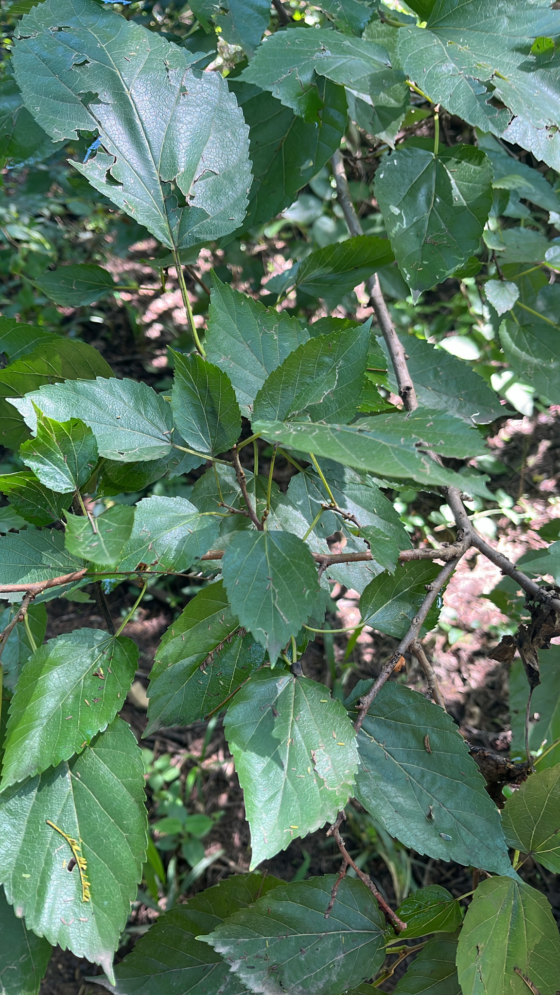 Amoreira Branca