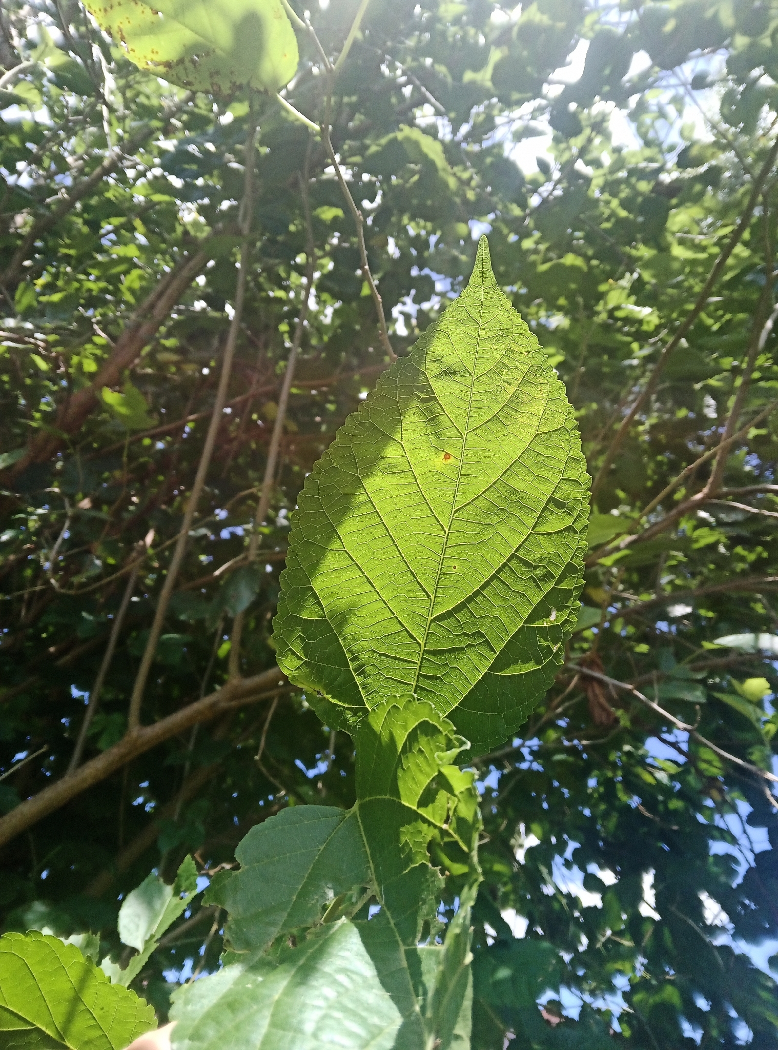 Amoreira Gigante Portuguesa