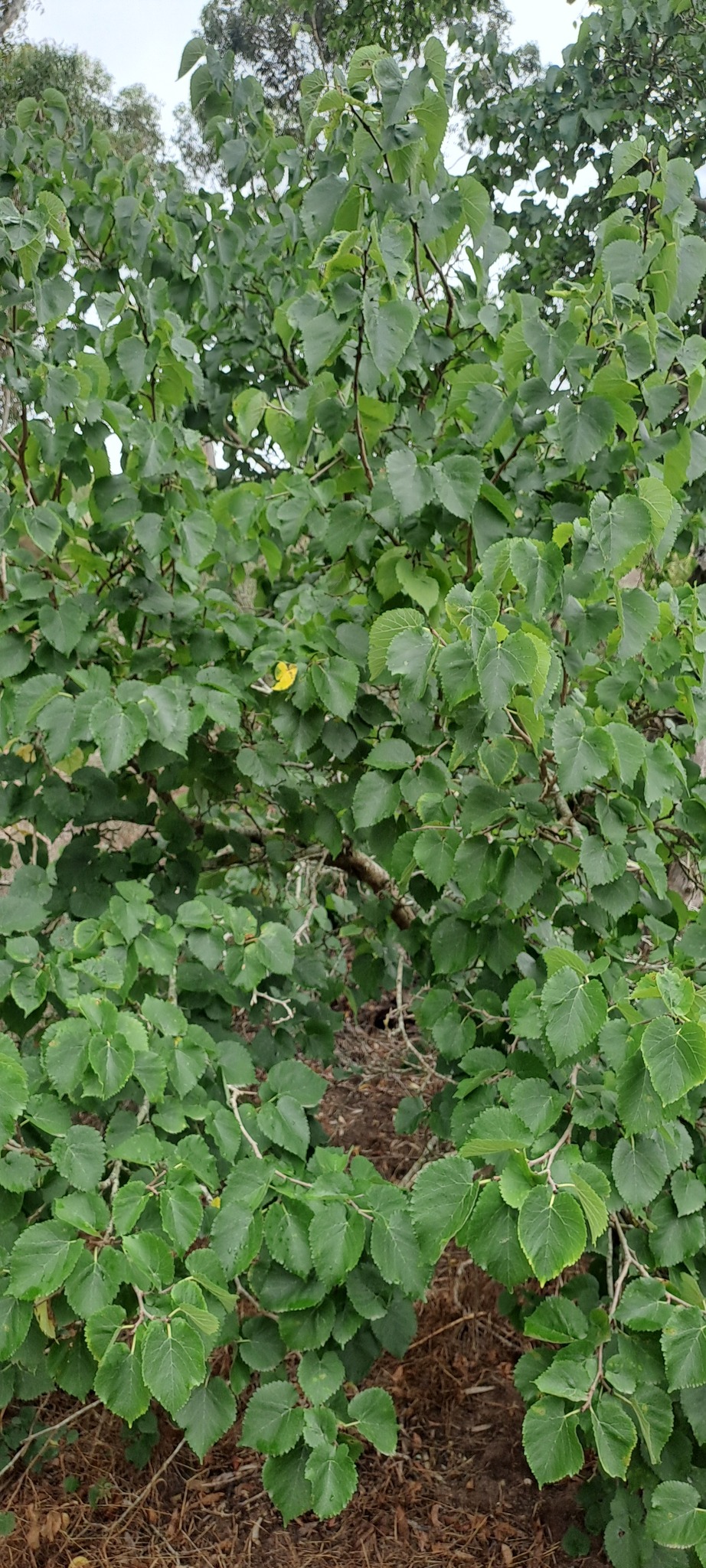 Amoreira Gigante Portuguesa