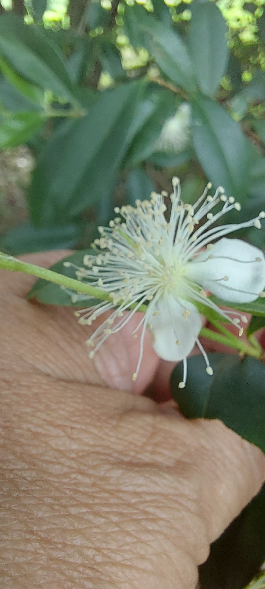 Cerejeira do Rio Grande
