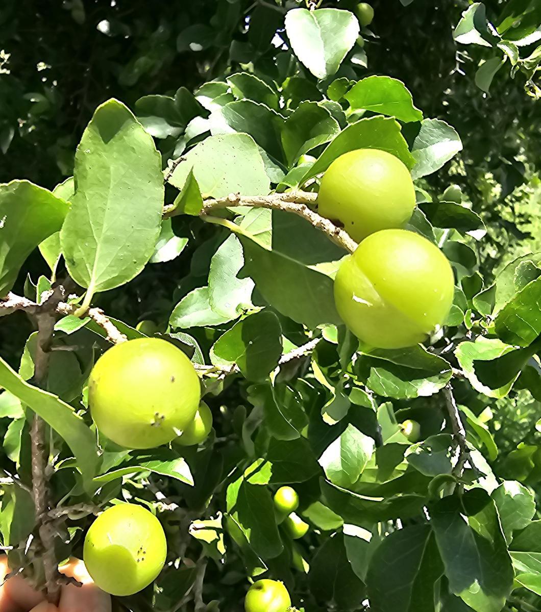 Cerejeira de Madagascar