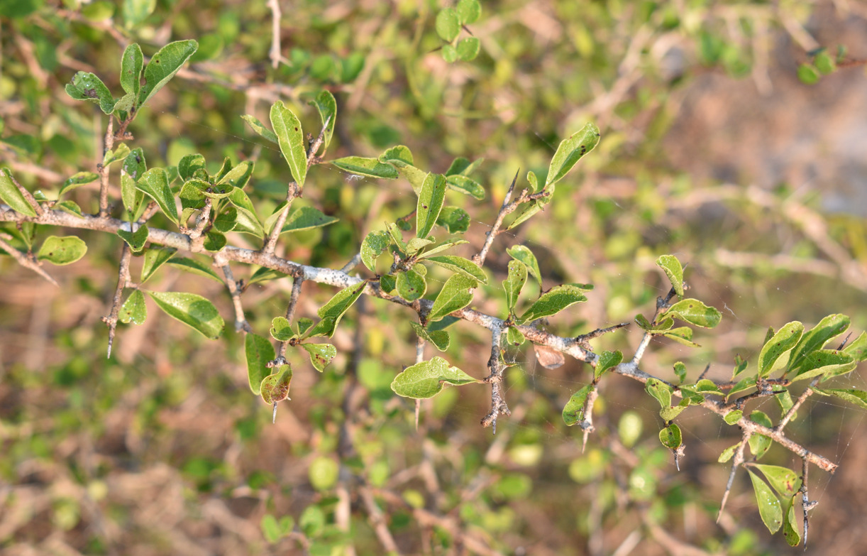 Cerejeira de Madagascar