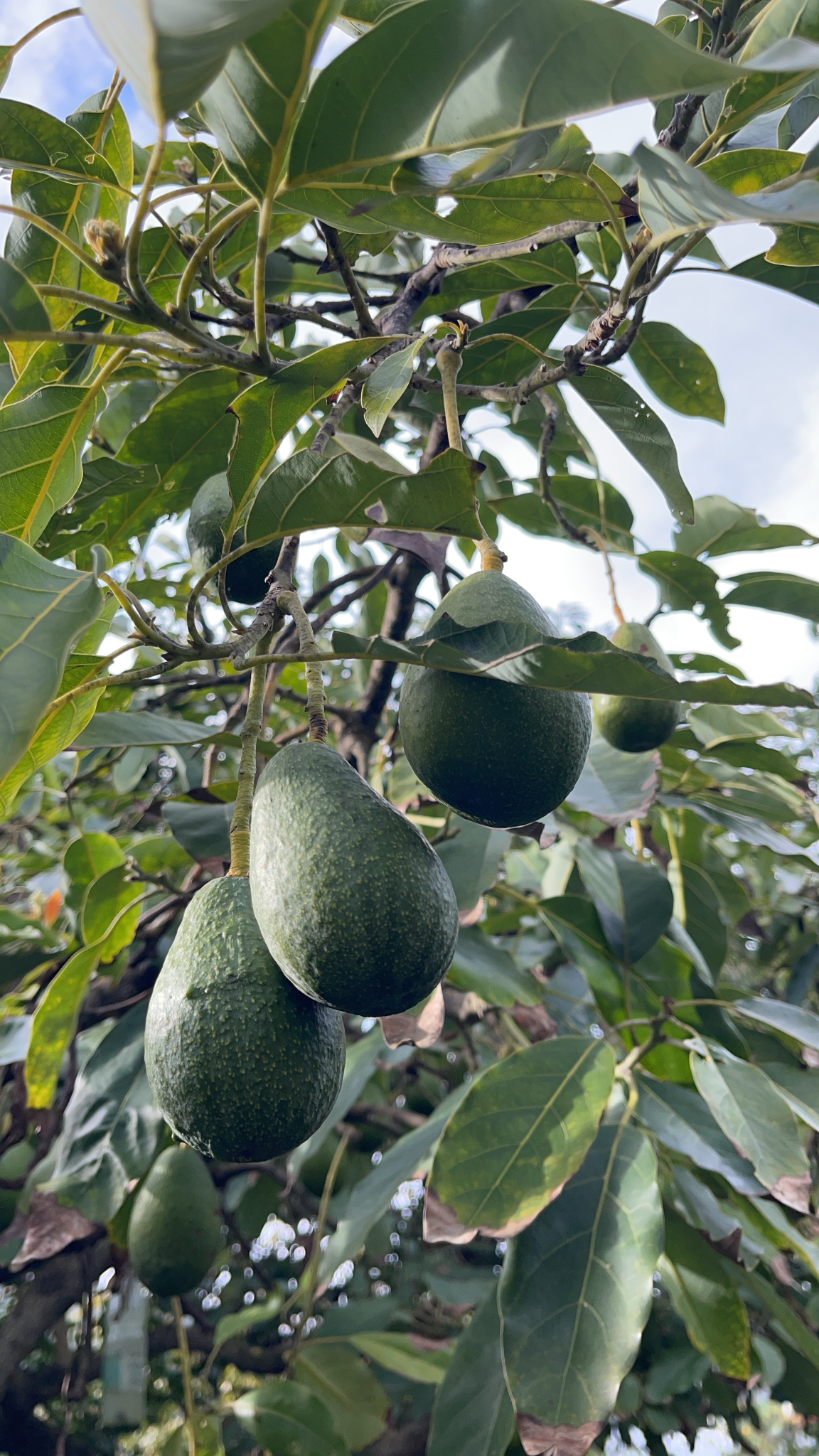 Abacateiro Margarida