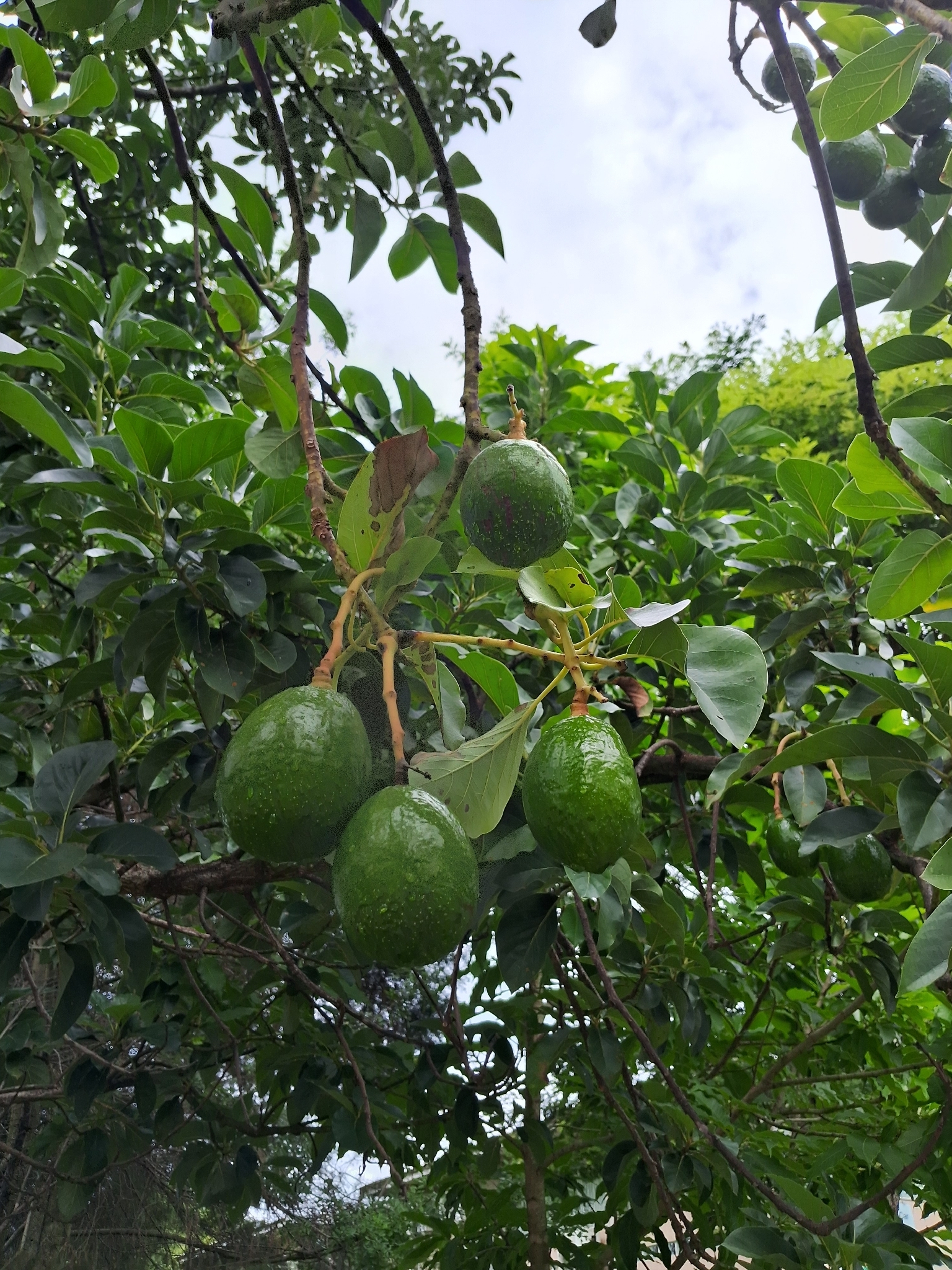 Abacateiro Geada