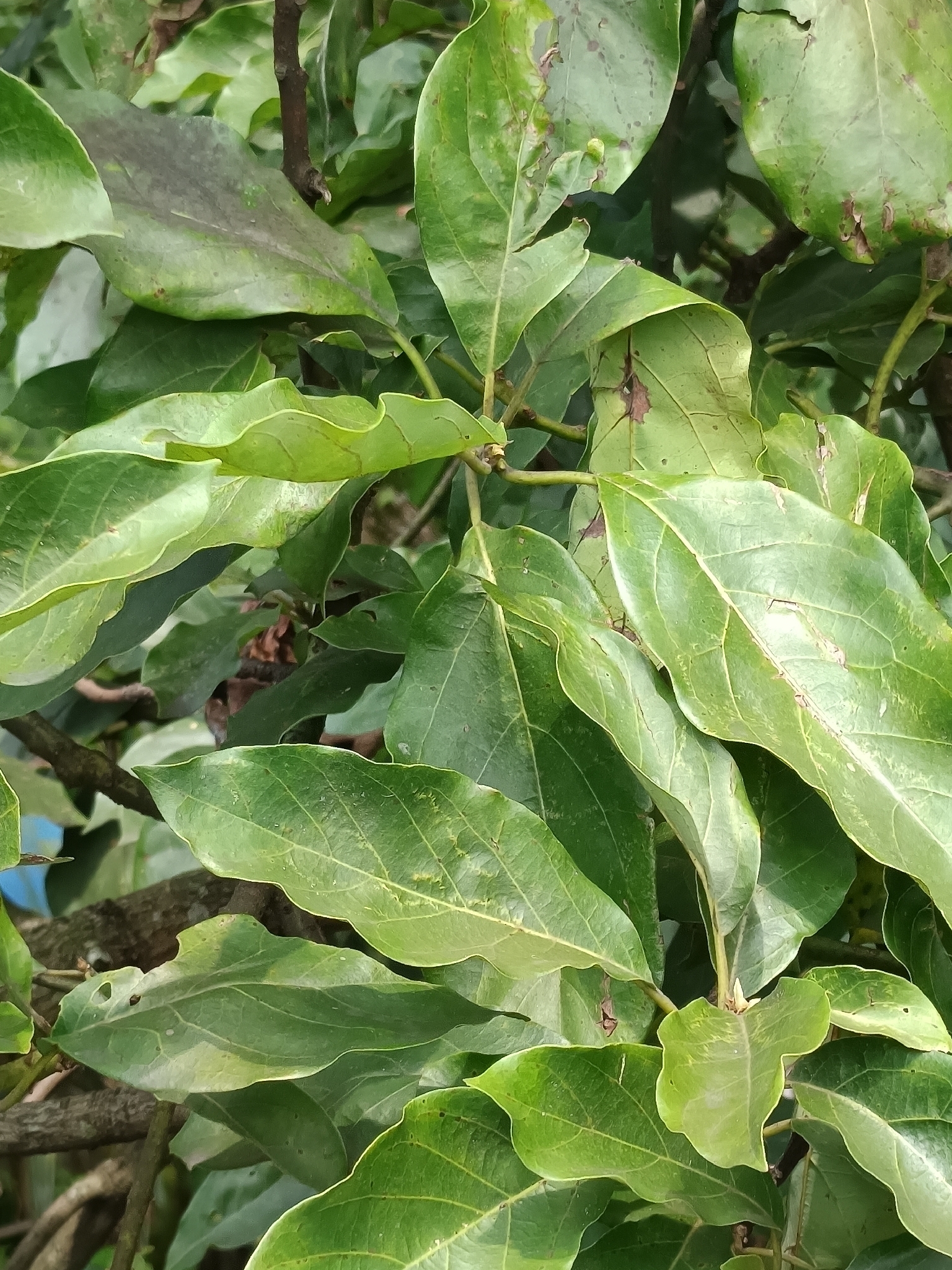 Abacateiro Geada